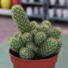Ornamental Cactus 7 – 15cm