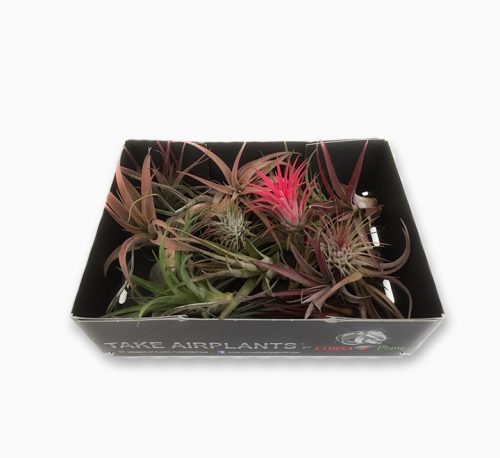 Air Plants Assorted 4-10cm