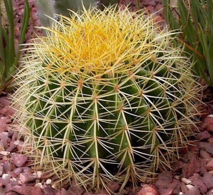 Barrel or Ball Cactus