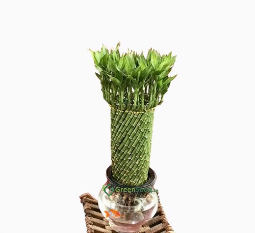 Lucky Bamboo Fish Bowl “70cm Height”