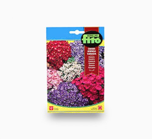 Cineraria Dwarf Hybrid Mix 50mg – Fito Seeds