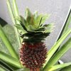 pineapple green souq