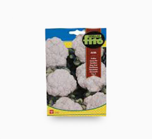 Fito Coliflor Alba (Cauliflower) – Fito Seeds