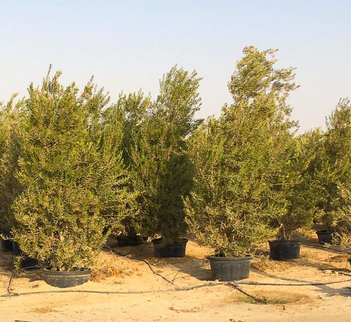 Olea europea or Olive Tree “Conical Shape” 2.5-3.0m