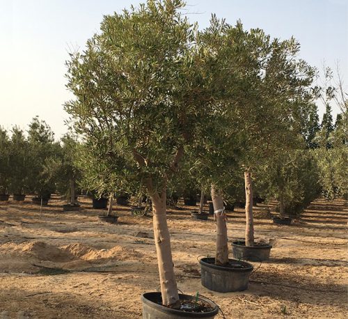 Olea europea or Olive Tree 1.7-2.0m height and 80-100mm trunk Dia