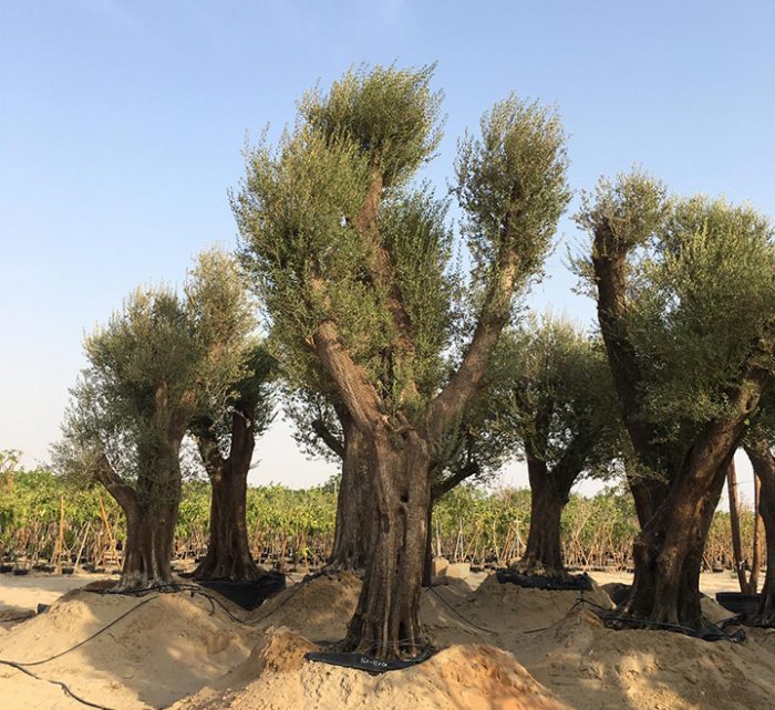 Olea europea or Specimen Olive Tree 4-5.0m, 600-900mm Trunk Dia