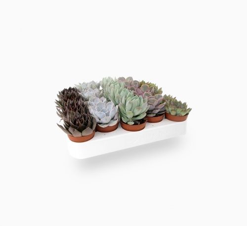 Mini succulents “Per Piece”