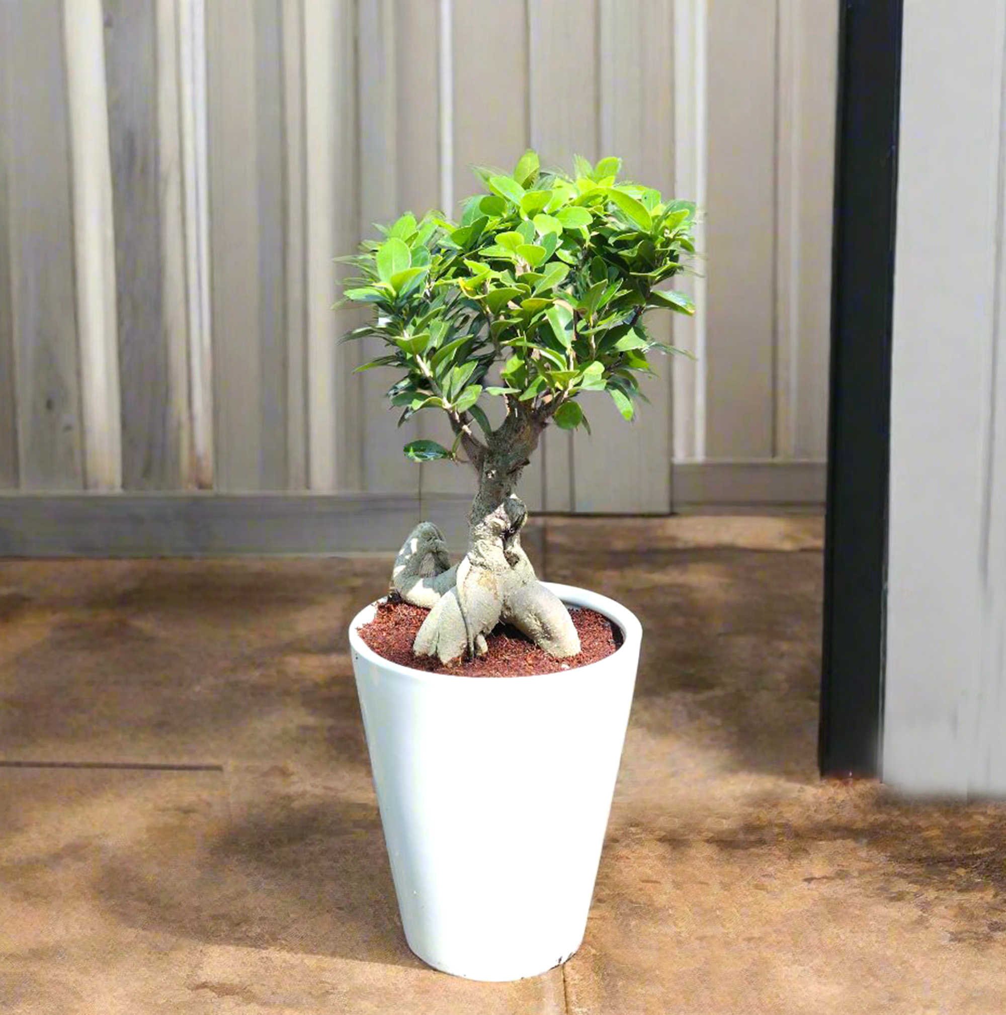 ficus geinsing