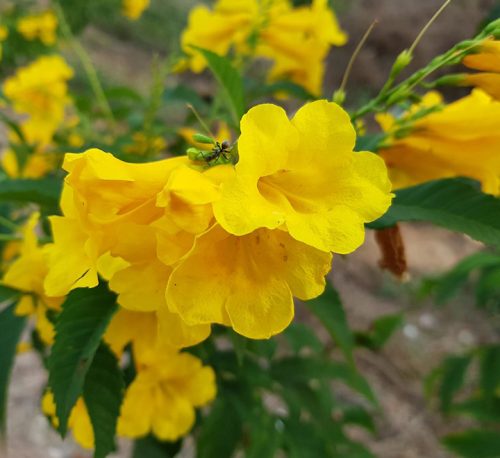Tecoma stans or Yellow Bells 1.0 – 1.4m