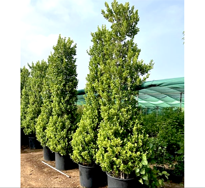 Ficus diversifolia Greensouq