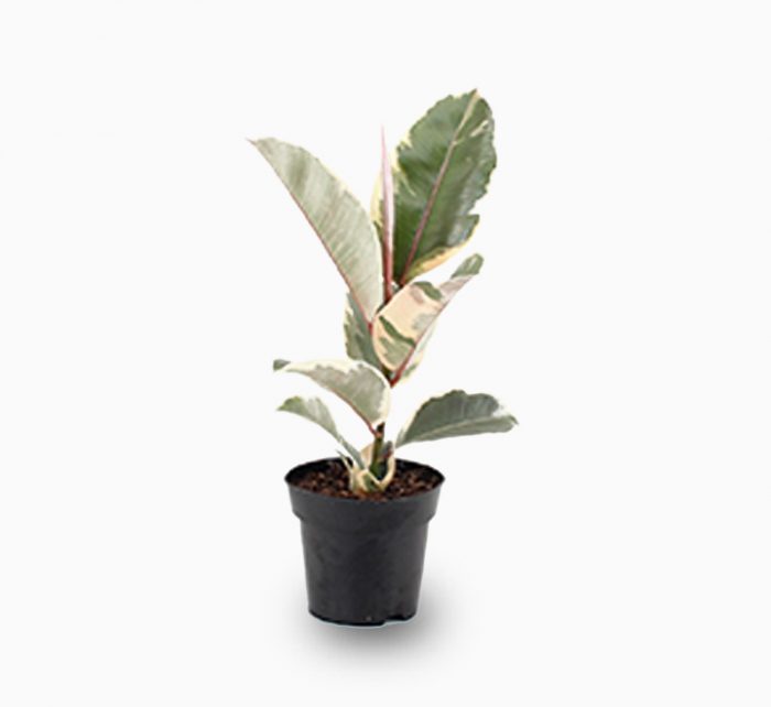 Ficus elastic “Tineke” 25 – 35cm