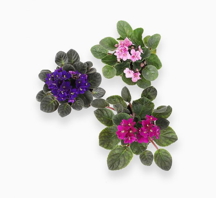 Saintpaulia or African Violets 12 – 15cm