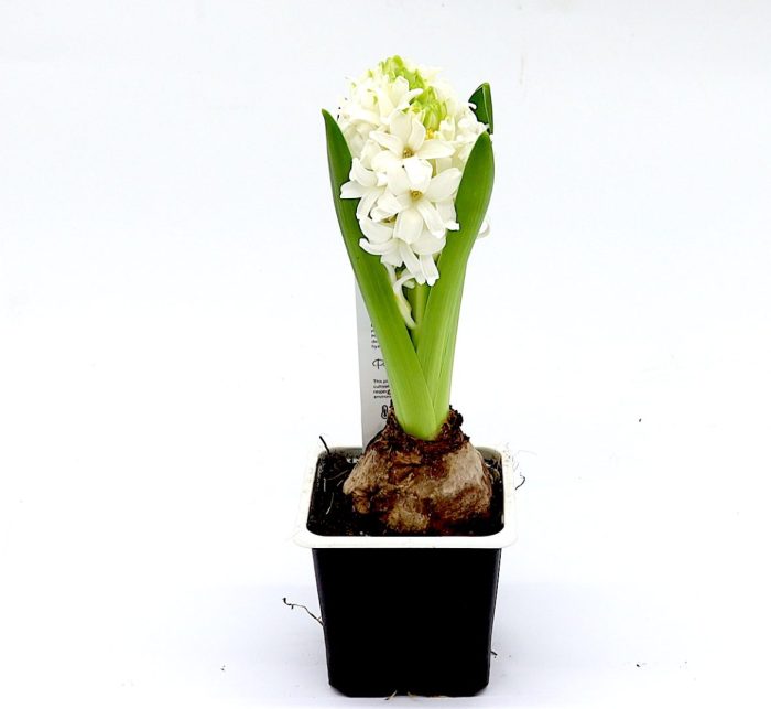 Hyacinth Bulb 1pp Greensouq