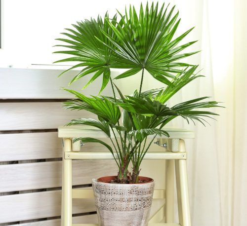 livistona-palm Greensouq