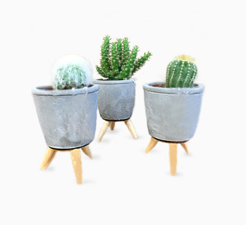 Assorted Cactus in Cement Pot 12-15cm