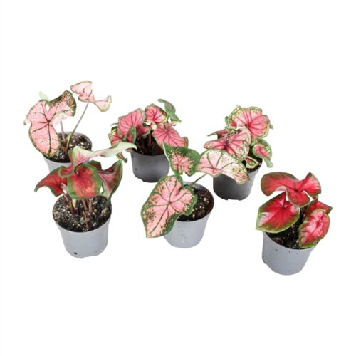 Caladiums or Angel Wings “Assorted” 15 – 25cm
