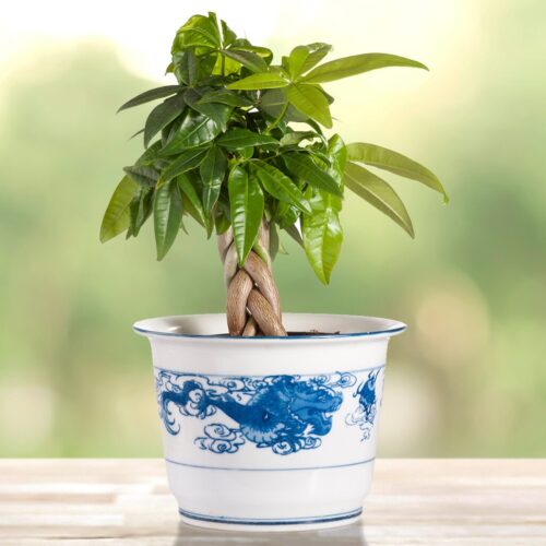 Feng Shui Indoor Plants