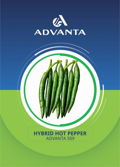 Advanta 509 Hybrid Hot Pepper