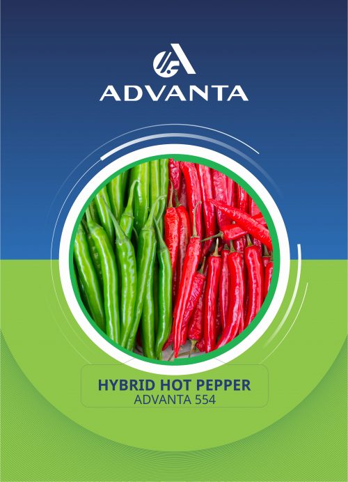 Advanta 554 Hybrid Hot Pepper