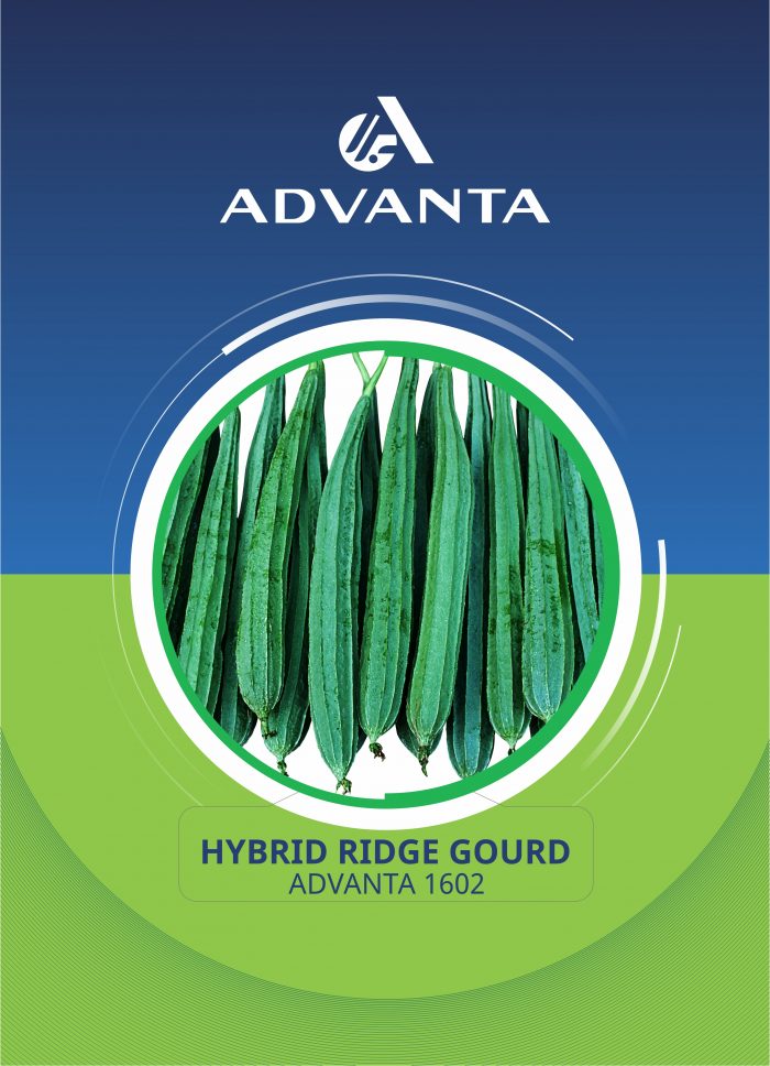 Advanta 1602 Hybrid Ridge Gourd
