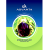 Advanta 303 Hybrid Eggplant Seeds