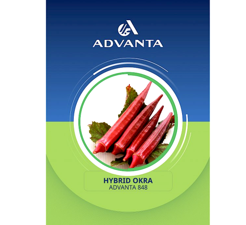 Advanta 848 Hybrid Okra Seeds