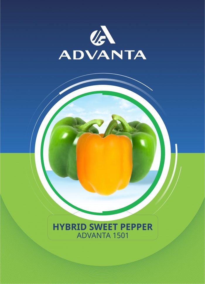 Advanta 1501 Hybrid Sweet Pepper