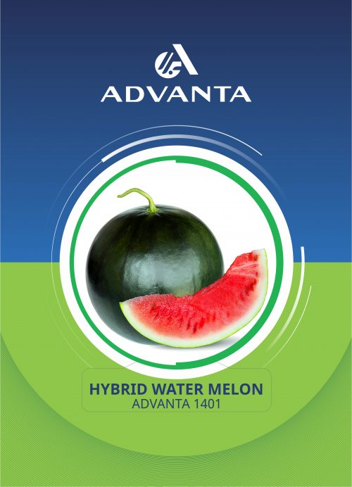 Advanta 1401 Hybrid Watermelon