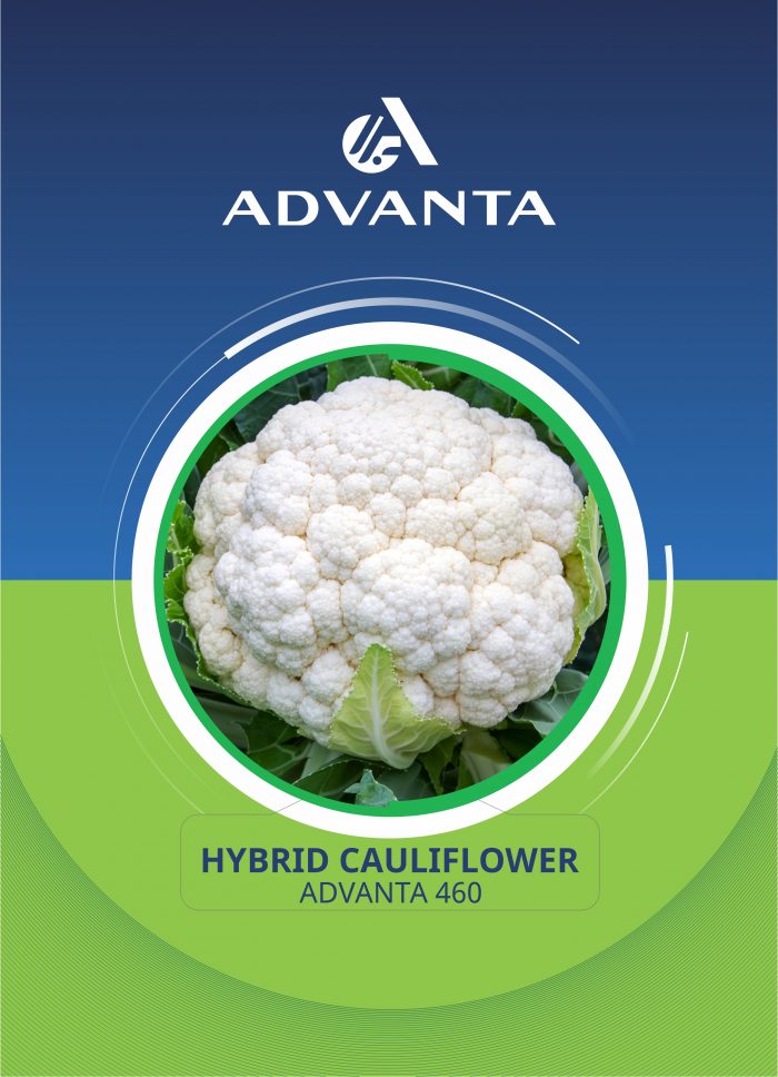 Advanta 460 Hybrid Cauliflower