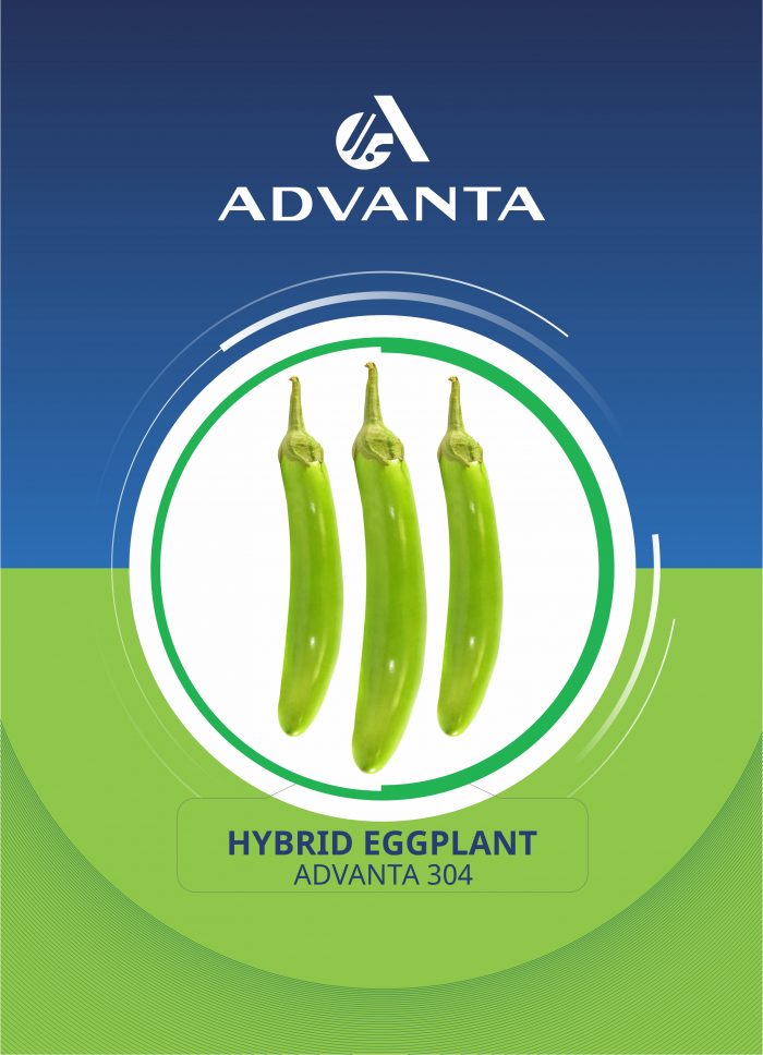 Advanta 304 Hybrid Eggplant