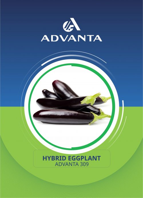 Advanta 309 Hybrid Eggplant