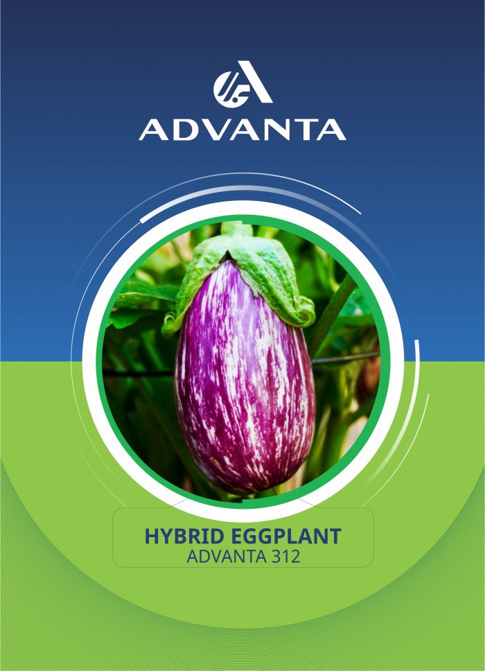 Advanta 312 Hybrid Eggplant