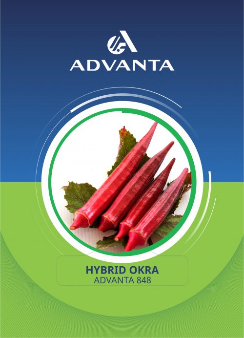Advanta 848 Hybrid Okra
