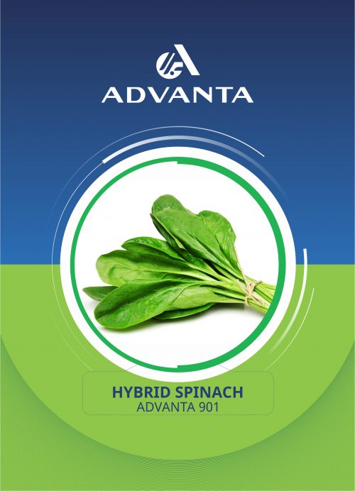 Advanta 901 Hybrid Spinach