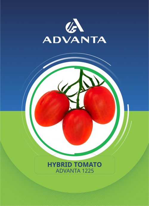 Advanta 1225 Hybrid Tomato