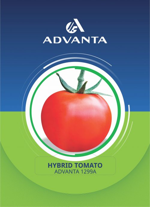 Advanta 1299A Hybrid Tomato