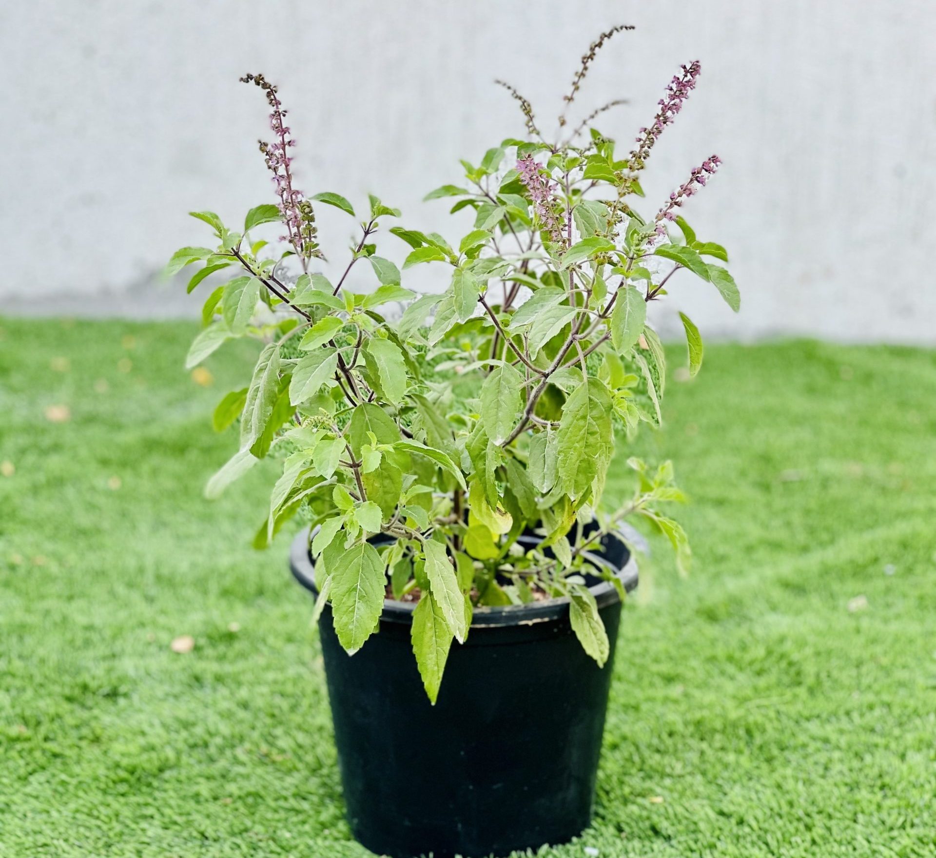 ocimum tenuiflorum/tulsi plant/holy basil (20-30 cm) - green souq uae