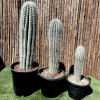Saguaro cactus Greensouq