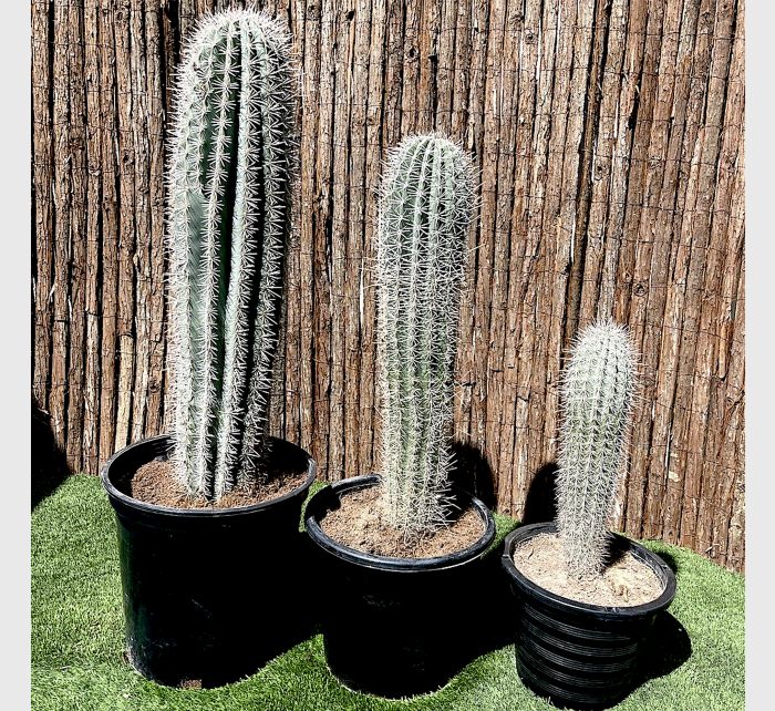 Saguaro cactus Greensouq