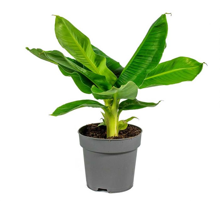dwarf indoor banana plant