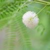 Leucaena Leucocephala "White Leadtree-River Tamarind" Green Souq