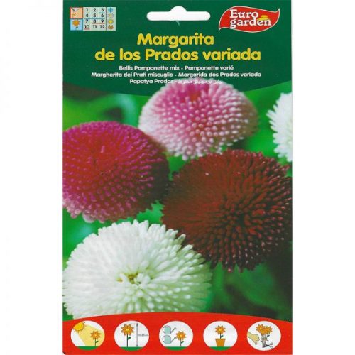 Bellis Pomponette "Margarita" Mix Premium Quality Seeds by EuroGarden Green Souq