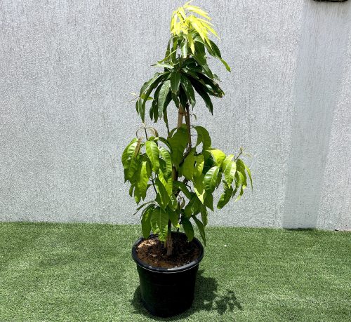 Mango Plant "Anwar Ratol" Pakistan's Sweetest Mangoes Green Souq