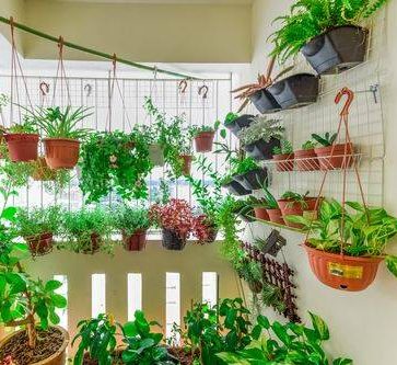 Balcony Plants