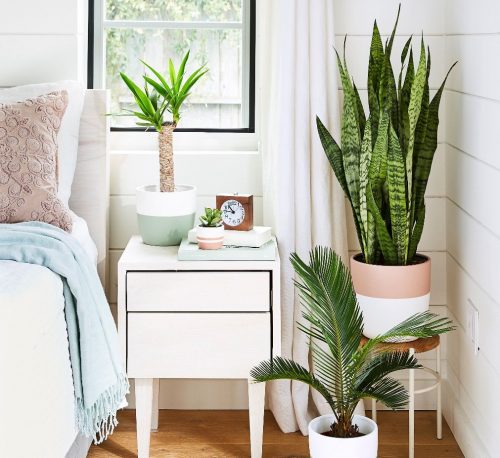 Bedroom Plants