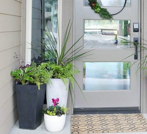 Deck and Doorstep Plants