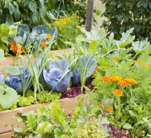 Herb And Vegetable Garden