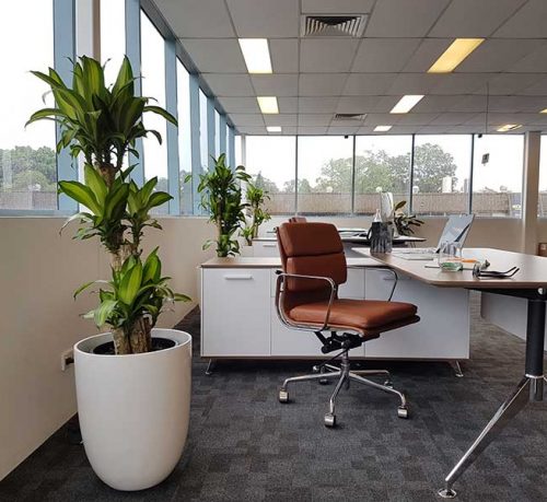 Office Floor Plants