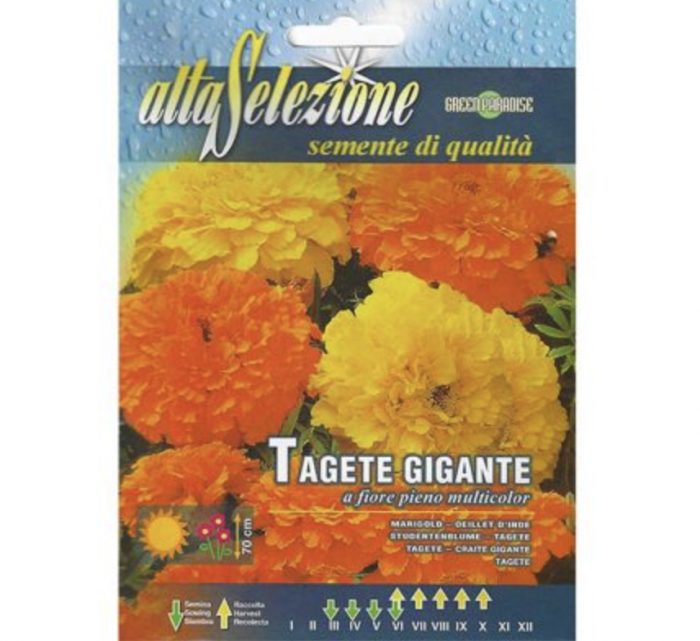 Marigold "Tagete Gigante a Fiore Pieno Multicolor" by Alta Selezione Green Souq