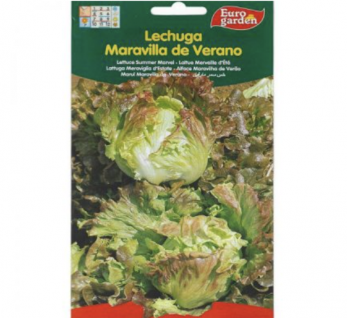 Lettuce Summer Marvel Premium Quality Seeds by EuroGarden Green Souq